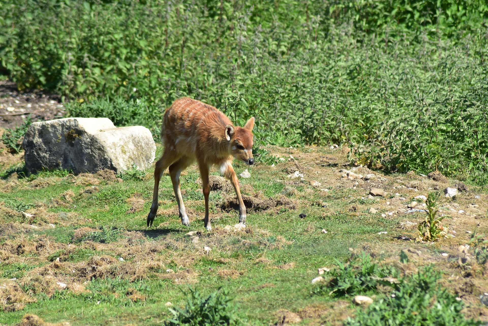 A sitatunga in a rocky field