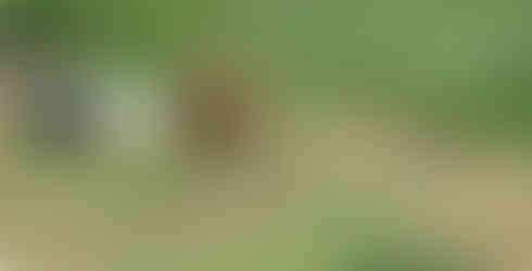 A sitatunga in a rocky field