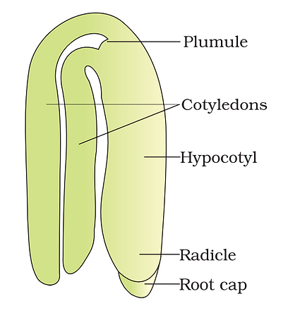 Dicot seed.png