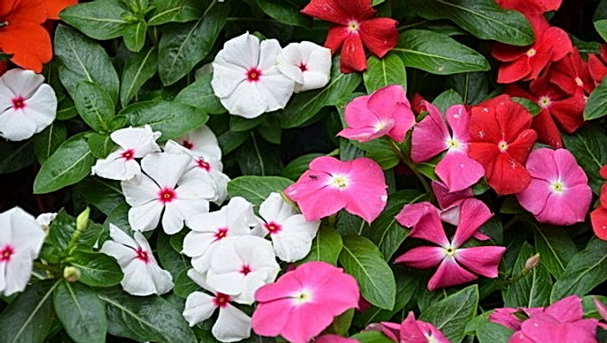 Vinca Rosea