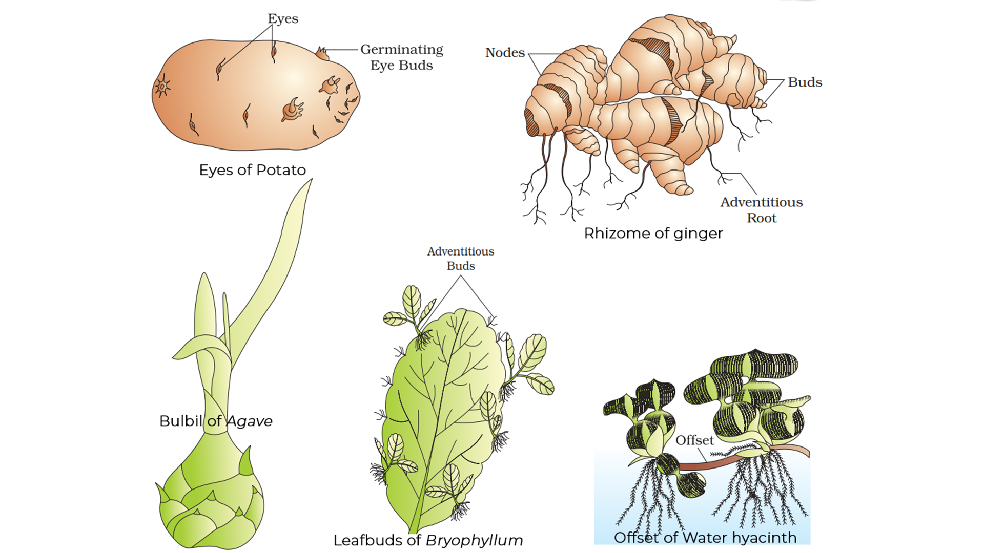 Types of Asexual Reproduction | biopassionate