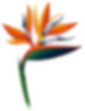 Flower.png