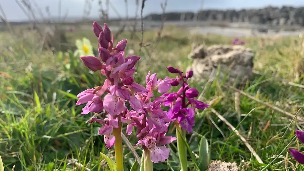 orchid-.webp