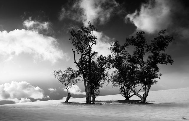 magic nature (4).jpg