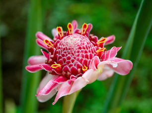 photo of a pink plant for landscaping around pools Australia
