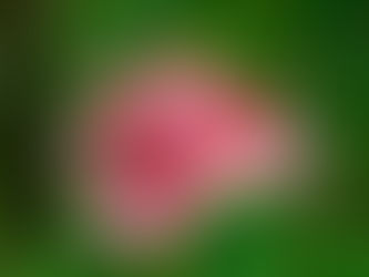 photo of a pink plant for landscaping around pools Australia