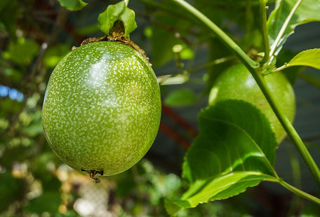 passion-fruit-5710222_1920.jpg