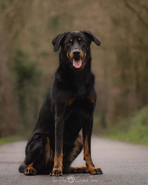 Portrait of a Beauceron in a wooded setting