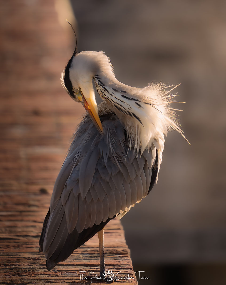Een elegante reiger op een muur