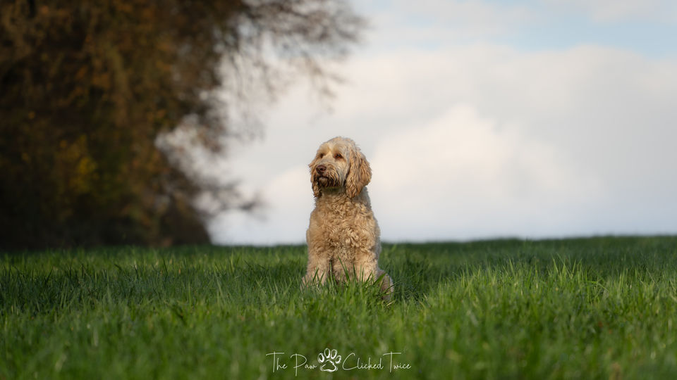 Labradoodle sitting in a grassy field