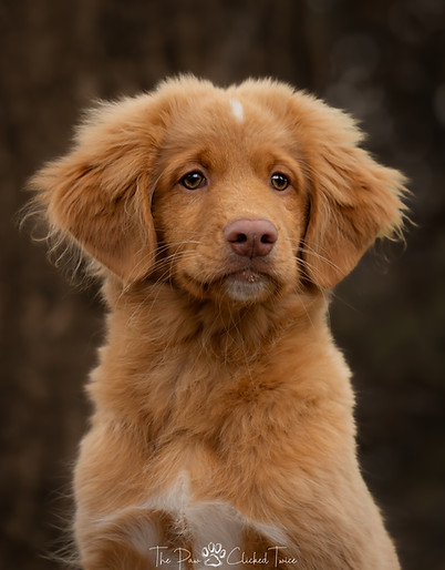 Duck Tolling Retriever puppy portret