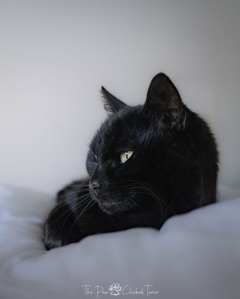 Black cat in a white setting on a cushion