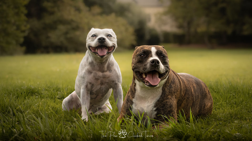 Portrait of a white Staffordshire and a brown Staffordshire