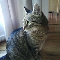 Content cat looking out window