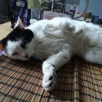 content cat on table
