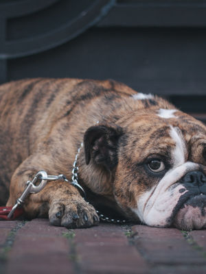 Managing separation anxiety in dogs