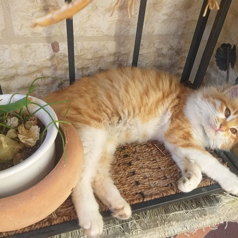 الصورة المصغرة: Lilly