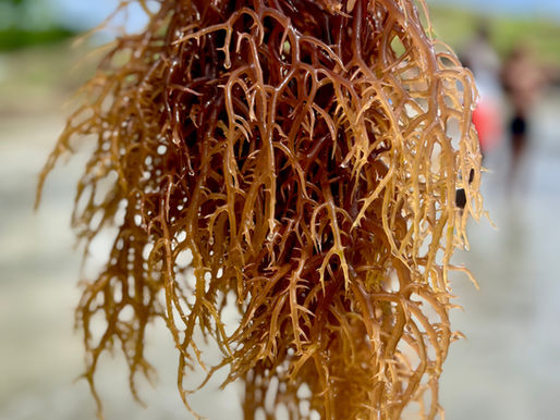 Sea Moss Benefits: Why This Superfood Is a Must-Have!