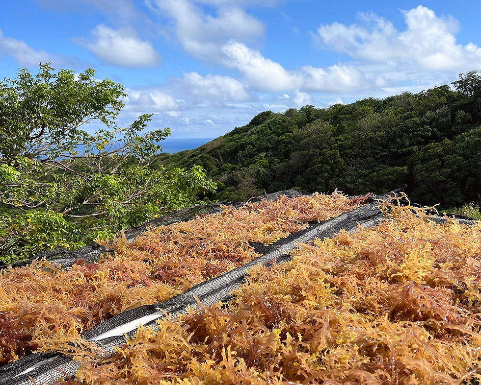 Sea Moss being sun-dried at our drying station in the Mountains of Bogles, Carriacou. Carriacou is the sister island to Grenada.