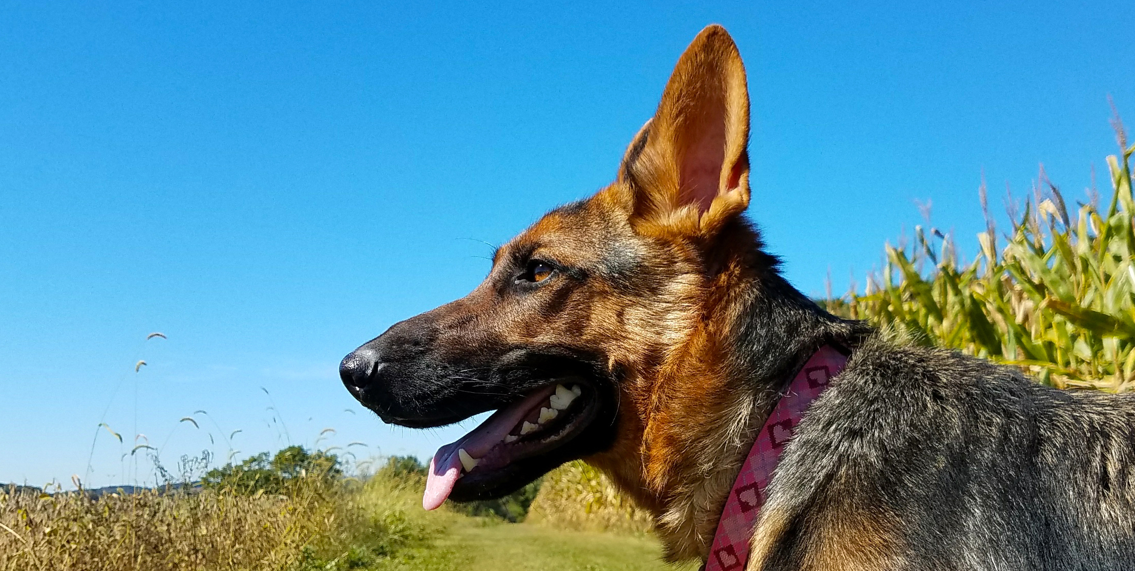 About Char Wills German Shepherd Rescue