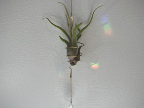 Tillandsias "Air Plant" CARE