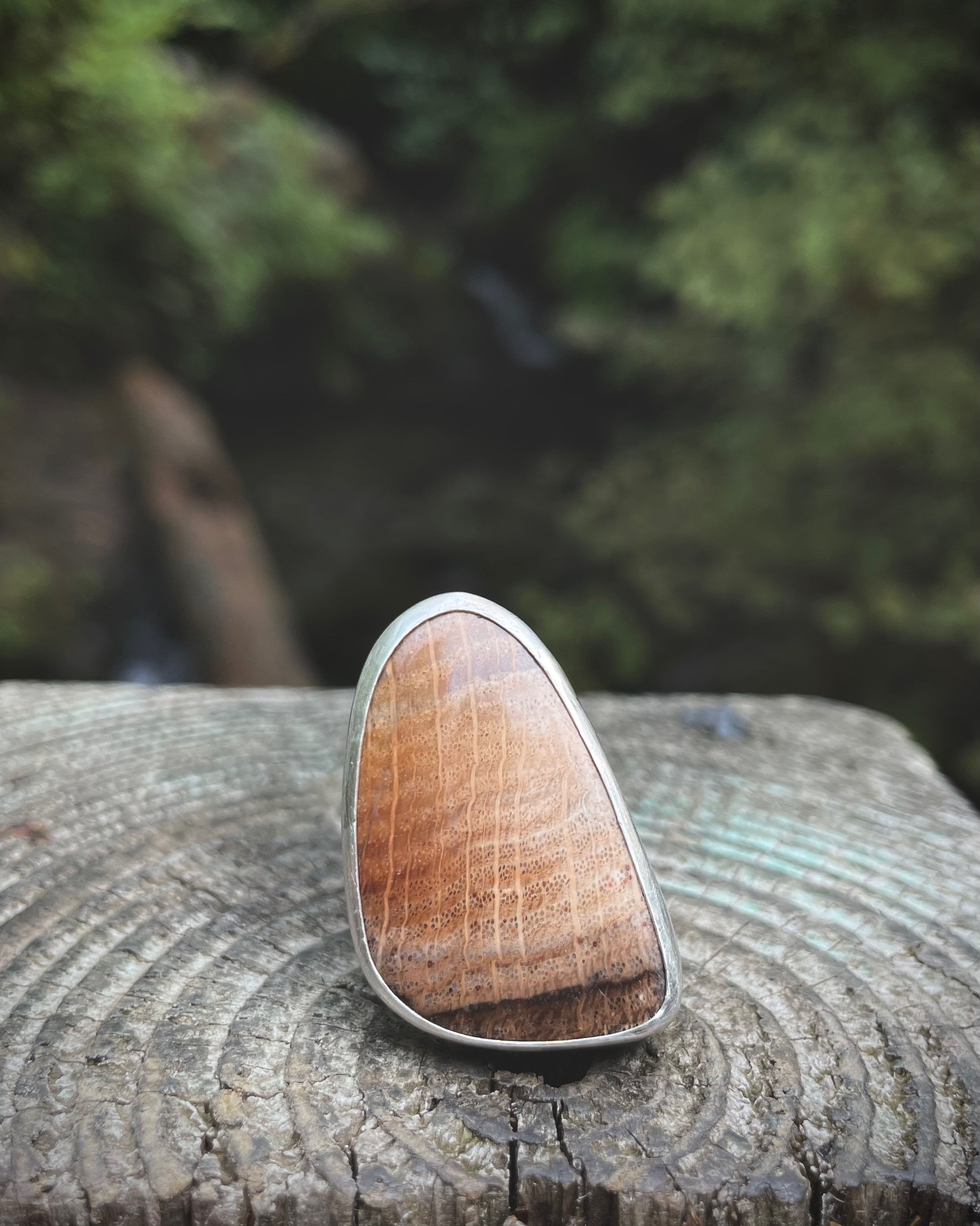 petrified OAK ring - Mt. band