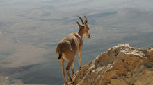 Balancing act...