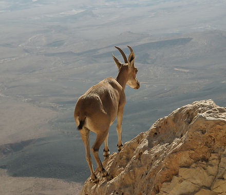 Desert Ibex