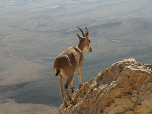 Humility is despised by those who are ascending