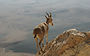 Desert Ibex