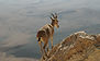 Desert Ibex