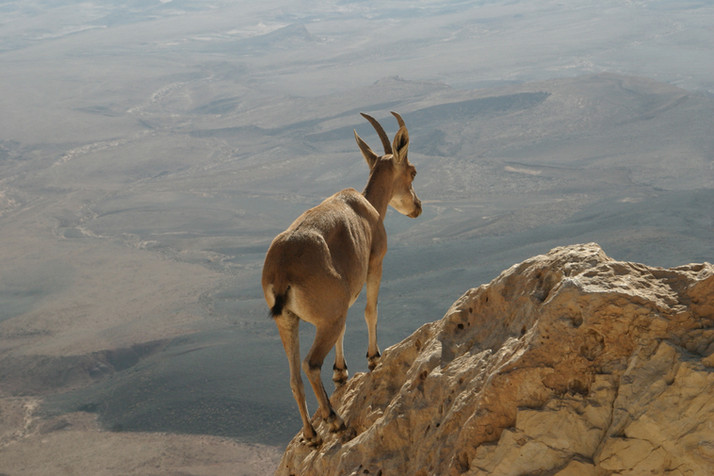 Desert Ibex