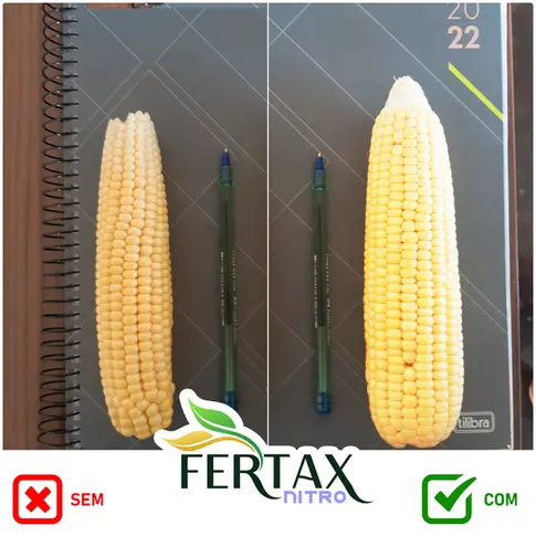 comparação de duas espigas de milho, uma menor e outra maior