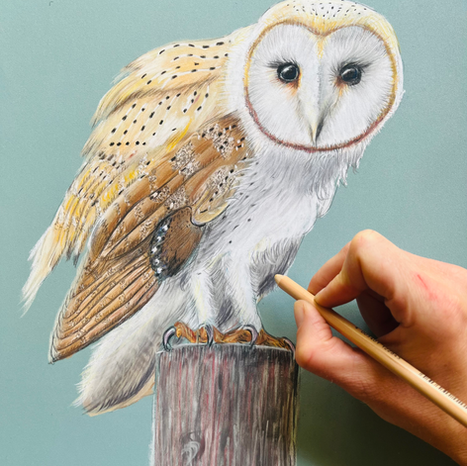 The artist in the process of drawing a barn owl 