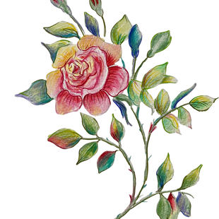 Rose_edited.png