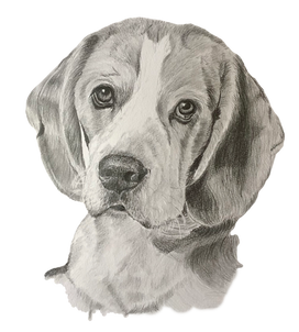 Pet portrait, dog portrait, Beagle, pencil portrait, Sevenoaks, Kent