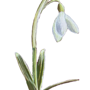 snowdrop_edited.png