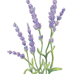 lavender_edited.png