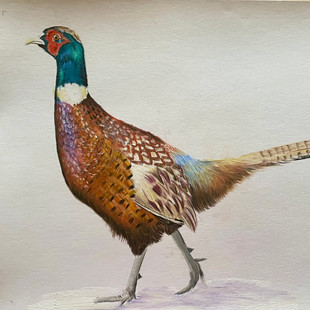 Pheasant for website.jpg