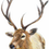 Thumbnail: A Magnificent Stag fine art print, A3
