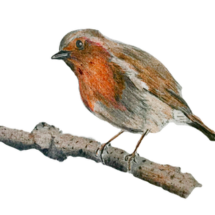 Mr%20Robin_edited.png