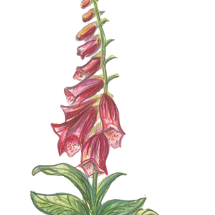 Foxglove_edited.png