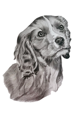 Pet portrait, dog portrait, King Charles Cavalier spaniel, pencil portrait, Sevenoaks, Kent