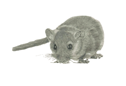 Mouse%252520framed_edited_edited_edited.png