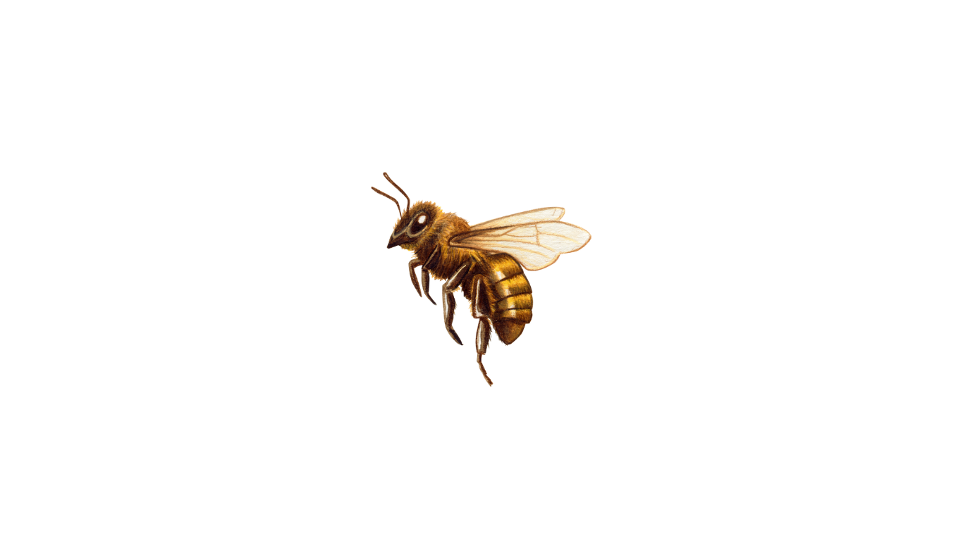 Bee 