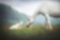 animal-horse-dog-pet-hd-wallpaper-preview.jpg