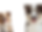 for website 2.png