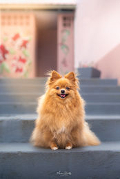 Cachorro Pomerânia posando nas escadas com fundo rosa em ensaio pet.