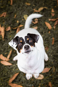 Cachorro pequeno andando no parque com folhas ao fundo em Timbó.