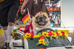 Pug e tutores vestidos em trajes típicos durante Oktoberpet em Blumenau.